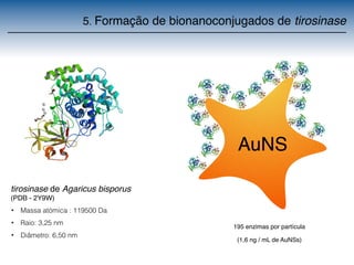 5. Formação de bionanoconjugados de tirosinase 
tirosinase de Agaricus bisporus 
(PDB - 2Y9W) 
• Massa atómica : 119500 Da 
• Raio: 3,25 nm 
• Diâmetro: 6,50 nm 
195 enzimas por partícula 
(1,6 ng / mL de AuNSs) 
 