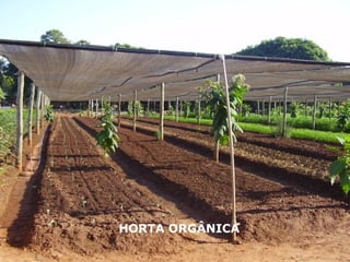 HORTA ORGÂNICA
 