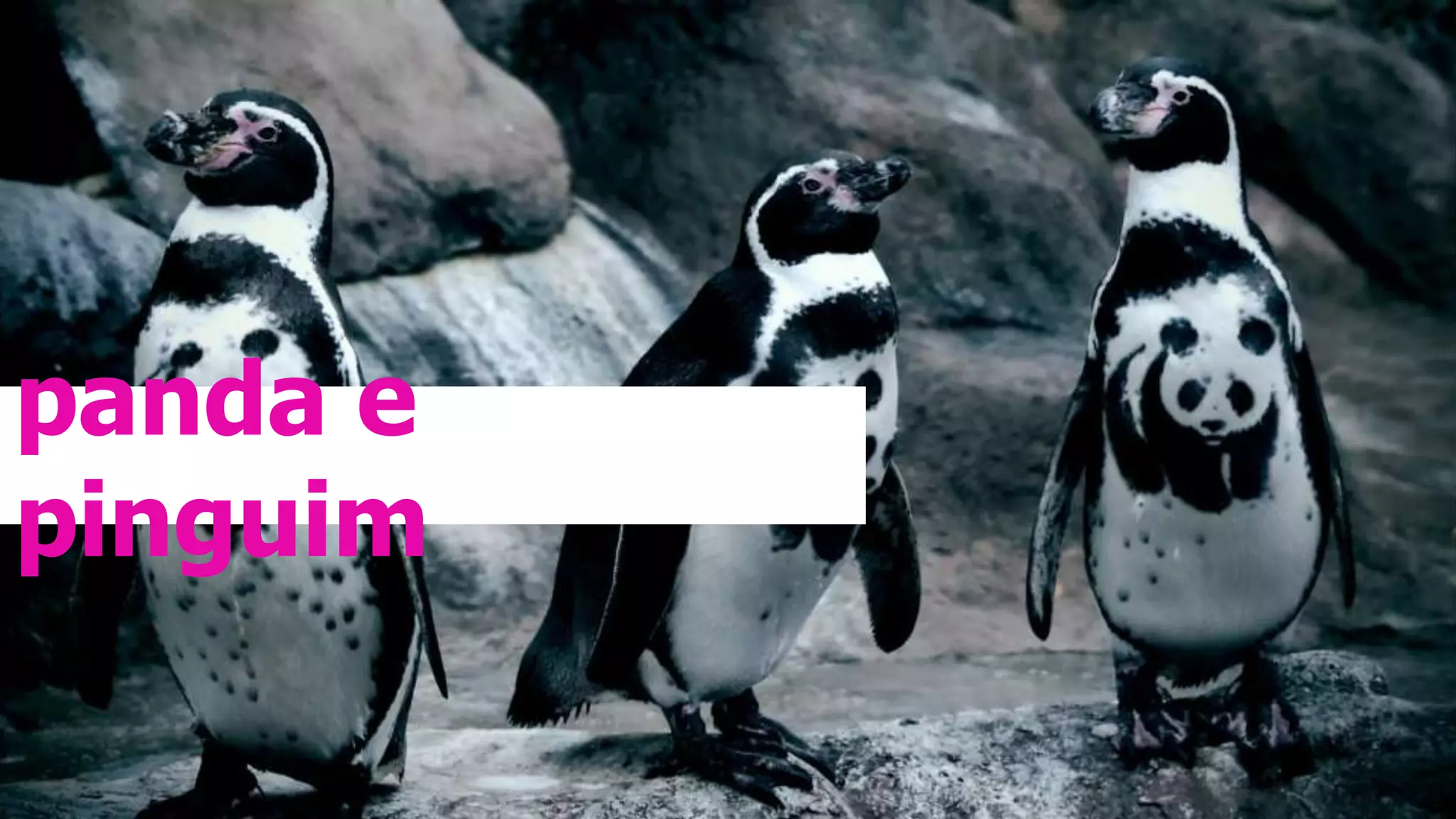 panda e
pinguim
 