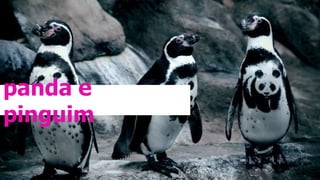 panda e
pinguim
 