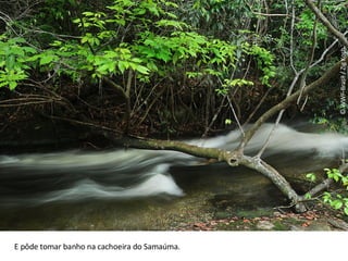© WWF-Brasil / Zig Koch E pôde tomar banho na cachoeira do Samaúma. 