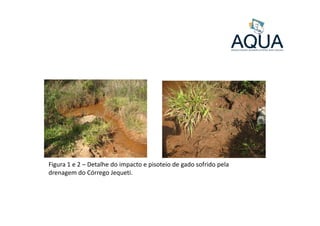 Figura 1 e 2 – Detalhe do impacto e pisoteio de gado sofrido pela
drenagem do Córrego Jequeti.
 