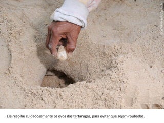 © WWF-Brasil / Zig Koch Ele recolhe cuidadosamente os ovos das tartarugas, para evitar que sejam roubados.