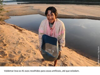 © WWF-Brasil / Zig Koch Valdemar leva os 41 ovos recolhidos para covas artificiais, até que eclodam.