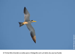 © WWF-Brasil / Zig Koch O Trinta-Réis-Grande se exibe para o fotógrafo com um belo céu azul ao fundo 
