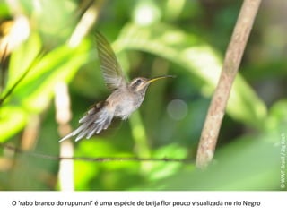 © WWF-Brasil / Zig Koch O ‘rabo branco do rupununi’ é uma espécie de beija flor pouco visualizada no rio Negro 