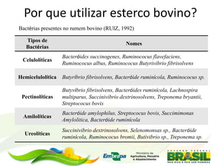 Bactérias presentes no rumem bovino (RUIZ, 1992)
Tipos de
Bactérias
Nomes
Celulolíticas
Bacteróides succinogenes, Ruminococus flavefaciens,
Ruminococus albus, Ruminococus Butyrivibrio fibrisolvens
Hemicelulolítica Butyríbrio fibrisolvens, Bacteróide ruminícola, Ruminococus sp.
Pectinolíticas
Butyvíbrio fibrisolvens, Bacteróides ruminícola, Lachnospira
multiparus, Succinivibrio dextrinosolvens, Treponema bryantii,
Streptococus bovis
Amilolíticas
Bacteróide amylophilus, Streptococus bovis, Succimimonas
Amylolitica, Bacteróide ruminícola
Ureolíticas
Succinivibrio dextrinosolvens, Selenomonsas sp., Bacteróide
ruminícola, Ruminococus bromii, Butivibrio sp., Treponema sp.
Por que utilizar esterco bovino?
 