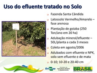 Uso do efluente tratado no Solo
 Fazenda Santa Cândida
 Latossolo Vermelho/Amarelo –
fase arenosa
 Plantação de goiaba (250
Ton/ano em 20 ha)
 Adubação mineral/efluente –
50L/planta a cada 3 meses
 Coleta em agosto/2006
 Adubados com efluente e NPK,
solo sem efluente e de mata
 0-10; 10-20 e 20-40 cm
 