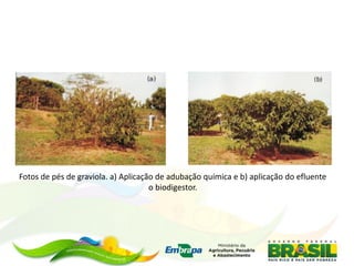 Fotos de pés de graviola. a) Aplicação de adubação química e b) aplicação do efluente
o biodigestor.
 