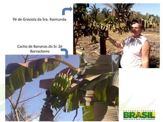 Pé de Graviola da Sra. Raimunda
Cacho de Bananas do Sr. Zé
Borracheiro
 