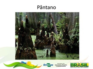 Pântano
 