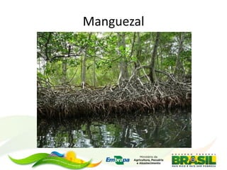 Manguezal
 