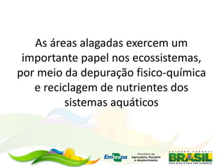 As áreas alagadas exercem um
importante papel nos ecossistemas,
por meio da depuração fisico-química
e reciclagem de nutrientes dos
sistemas aquáticos
 
