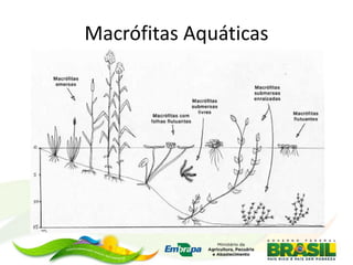Macrófitas Aquáticas
 