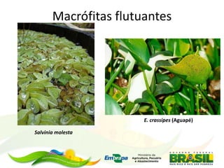 Macrófitas flutuantes
Salvinia molesta
E. crassipes (Aguapé)
 