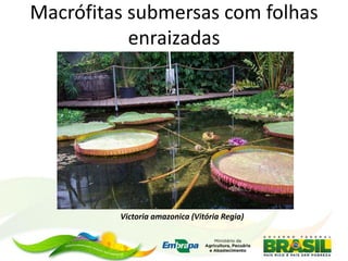 Macrófitas submersas com folhas
enraizadas
Victoria amazonica (Vitória Regia)
 