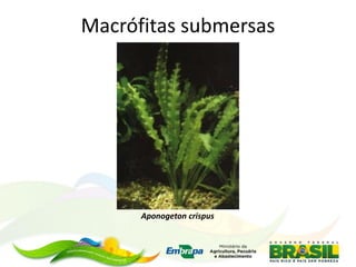 Macrófitas submersas
Aponogeton crispus
 