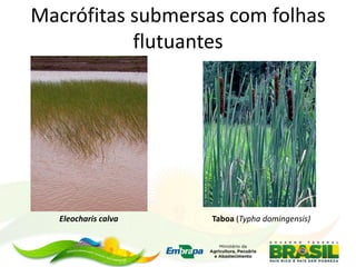 Macrófitas submersas com folhas
flutuantes
Eleocharis calva Taboa (Typha domingensis)
 