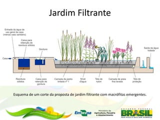 Jardim Filtrante
Esquema de um corte da proposta de jardim filtrante com macrófitas emergentes.
 