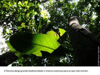 © WWF-Brasil / Zig Koch A floresta abriga grande biodiversidade e reserva surpresas para os que nela entram. 