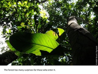 © WWF-Brasil / Zig Koch The forest has many surprises for those who enter it. 