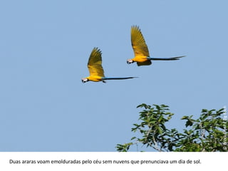 © WWF-Brasil / Zig Koch Duas araras voam emolduradas pelo céu sem nuvens que prenunciava um dia de sol. 