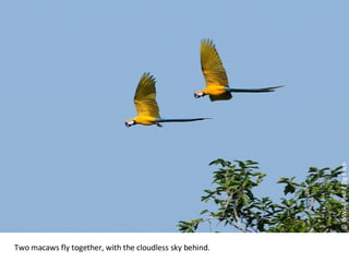 © WWF-Brasil / Zig Koch Two macaws fly together, with the cloudless sky behind. 