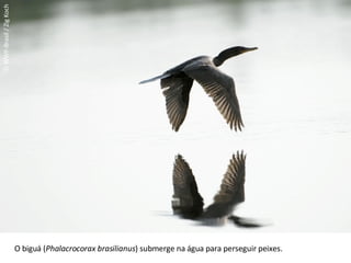 © WWF-Brasil / Zig Koch O biguá ( Phalacrocorax brasilianus ) submerge na água para perseguir peixes. 