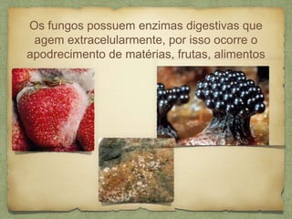 Os fungos possuem enzimas digestivas que
agem extracelularmente, por isso ocorre o
apodrecimento de matérias, frutas, alimentos
 