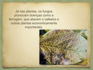 Já nas plantas, os fungos
provocam doenças como a
ferrugem, que atacam o cafeeiro e
outras plantas economicamente
importantes.
 