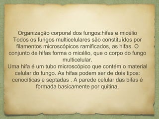 Organização corporal dos fungos:hifas e micélio
Todos os fungos multicelulares são constituídos por
filamentos microscópicos ramificados, as hifas. O
conjunto de hifas forma o micélio, que o corpo do fungo
multicelular.
Uma hifa é um tubo microscópico que contém o material
celular do fungo. As hifas podem ser de dois tipos:
cenocíticas e septadas . A parede celular das bifas é
formada basicamente por quitina.
 