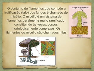 O conjunto de filamentos que compõe a
frutificação (talo) dos fungos é chamado de
micélio. O micélio é um sistema de
filamentos geralmente muito ramificado,
constituindo às vezes, corpos
morfologicamente complexos. Os
filamentos do micélio são chamados hifas
 