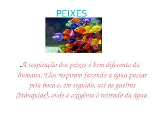 PEIXES . A respiração dos peixes é bem diferente da humana. Eles respiram fazendo a água passar pela boca e, em seguida, até as guelras (brânquias), onde o oxigênio é retirado da água. 