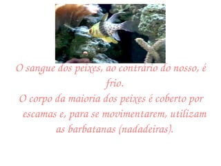 O sangue dos peixes, ao contrário do nosso, é frio. O corpo da maioria dos peixes é coberto por escamas e, para se movimentarem, utilizam as barbatanas (nadadeiras). 