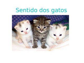 Sentido dos gatos 