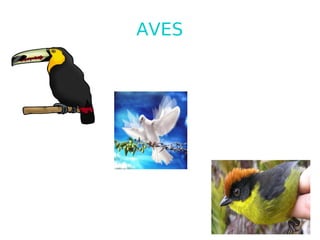AVES 