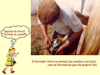 O ferrador ferra as animais (os cavalos e os bois),  com as ferraduras que ele próprio faz. Sapatos de ferro? Coitado do cavalo! 