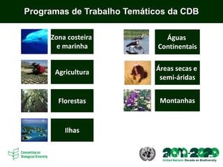 Áreas secas e
semi-áridas
Montanhas
Águas
Continentais
Agricultura
Florestas
Zona costeira
e marinha
Programas de Trabalho Temáticos da CDB
Ilhas
 