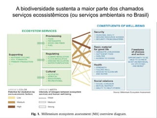 A biodiversidade sustenta a maior parte dos chamados
serviços ecossistêmicos (ou serviços ambientais no Brasil)
 