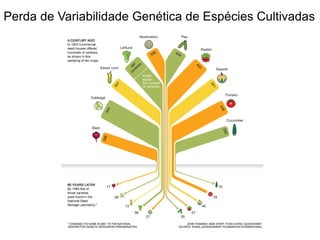 Perda de Variabilidade Genética de Espécies Cultivadas
 
