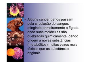 • Alguns cancerígenos passam
pela circulação do sangue,
atingindo primeiramente o fígado,
onde suas moléculas são
quebradas quimicamente, dando
origem a novas substâncias
(metabólitos) muitas vezes mais
tóxicas que as substâncias
originais
 