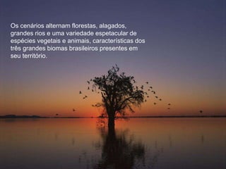 Os cenários alternam florestas, alagados, 
grandes rios e uma variedade espetacular de 
espécies vegetais e animais, características dos 
três grandes biomas brasileiros presentes em 
seu território. 
 