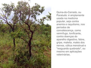 Quina-do-Cerrado, ou 
Paratudo: é amplamente 
usada na medicina 
popular, seja contra 
anemia e raquitismo, nos 
períodos de 
convalescença, como 
vermífugo, tonificante, 
contra doenças do 
aparelho digestivo, febre, 
gripe, maleita, males dos 
nervos, cólica menstrual e 
"resguardo quebrado", ou 
mesmo em aplicações 
veterinárias. 
 