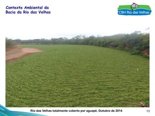 13
Contexto Ambiental da
Bacia da Rio das Velhas
Rio das Velhas totalmente coberto por aguapé, Outubro de 2014
 