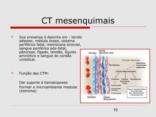 CT mesenquimais
   Sua presença é descrita em : tecido
    adiposo, medula óssea, sistema
    periférico fetal, membrana sinovial,
    sangue periférico pós-fetal,
    pâncreas, fígado, tendão, líquido
    amniótico e sangue do cordão
    umbilical.


   Função das CTM:

    Dar suporte á hematopoese
    Formar o microambiente medular
    (estroma)




                                           10
 