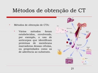 Métodos de obtenção de CT

   Métodos de obtenção de CTA:

       Vários    métodos    foram
        estabelecidos, envolvendo,
        por exemplo, o uso de
        anticorpos que identificam
        proteínas de membrana
        marcadoras dessas células,
        ou propriedades como as
        de aderência ao substrato.




                                     21
 