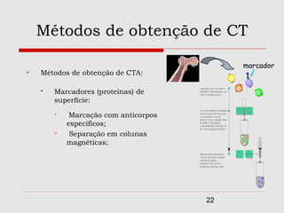 Métodos de obtenção de CT

                                            marcador
   Métodos de obtenção de CTA:

       Marcadores (proteínas) de
        superfície:
            Marcação com anticorpos
            específicos;
            Separação em colunas
            magnéticas;




                                       22
 