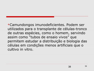 Camundongos      imunodeficientes. Podem ser
utilizados para o transplante de células-tronco
de outras espécies, como o homem, servindo
assim como “tubos de ensaio vivos” que
permitem estudar a distribuição e biologia das
células em condições menos artificiais que o
cultivo in vitro.



                                             38
                                   38
 
