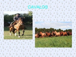 CAVALOS 
