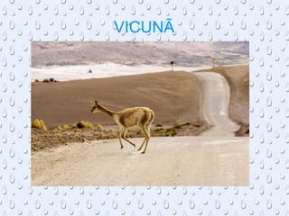 VICUNÃ 